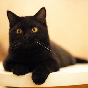 分享萌萌的小黑豹猫猫图片