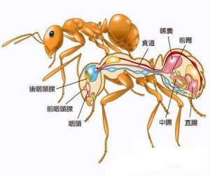 蚂蚁都吃什么东西？为了食物它们甚至饲养和培育其他生物！