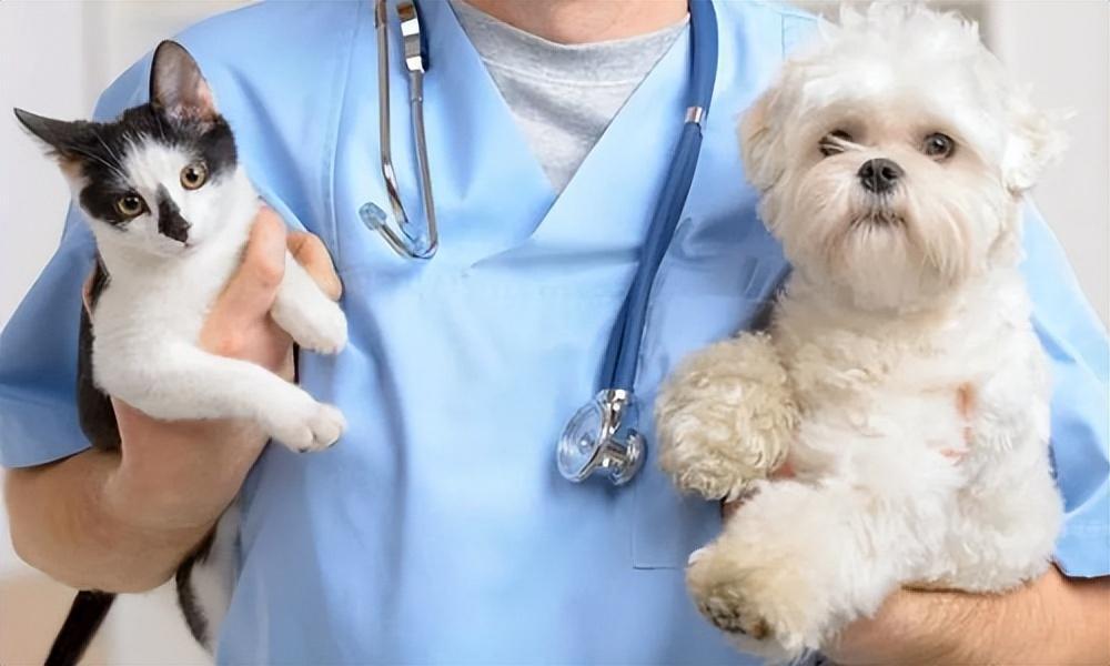 你了解宠物该打什么疫苗吗?宠物幼年什么时候开始打疫苗?