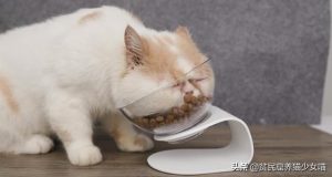 猫咪一天吃几餐最健康？猫咪的正确喂养方法