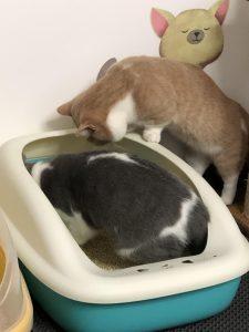 家里到底应该放几个猫砂盆？猫咪的如厕行为介绍