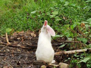 垂耳兔吃多少兔粮？怎么给垂耳兔选择兔粮？