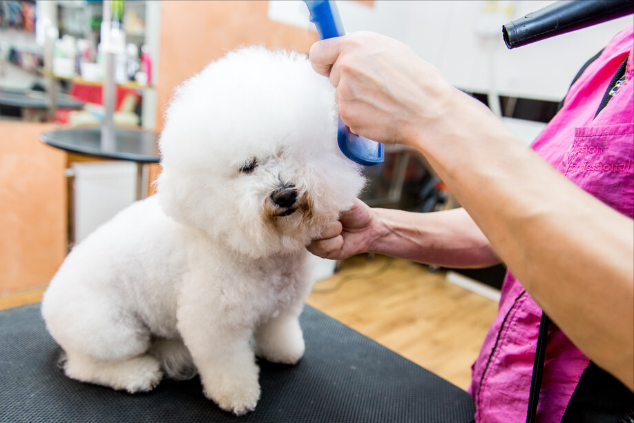 比熊犬好养吗？看看它的优缺点，就知道答案了