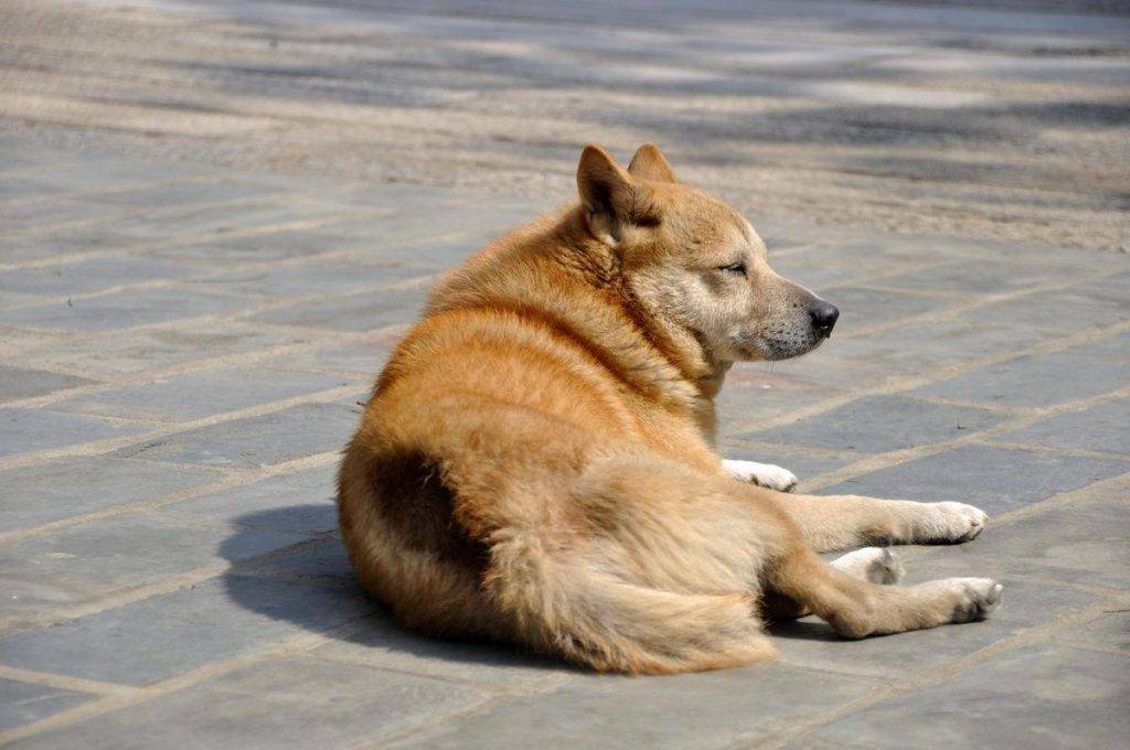 土狗怎么养？其实中华田园犬比不少知名犬好养多了