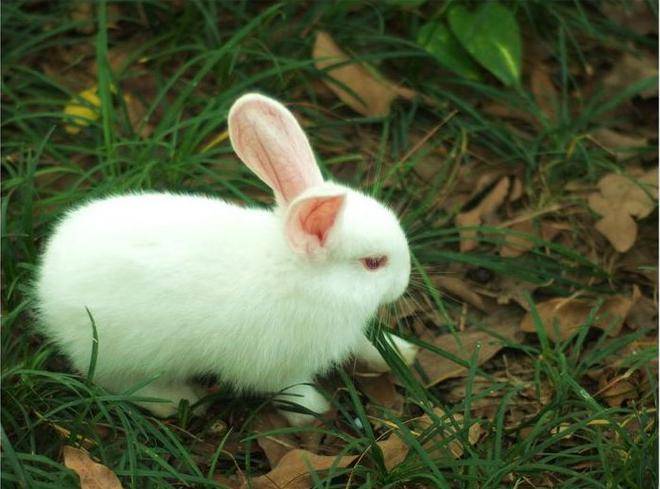 兔子的种类原来这么多，这几种你见过吗？