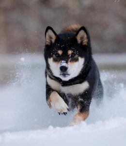 黑柴品相怎么看？柴犬价格和颜色有什么关系吗？