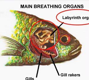 鱼是怎么呼吸的？鱼类到底有多少种呼吸方式？
