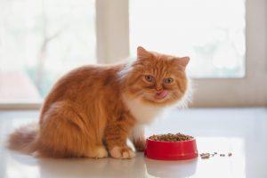 每只猫咪每天需要吃多少猫粮？该怎样给猫咪喂食？