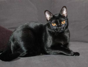 分享萌萌的小黑豹猫猫图片