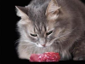 猫咪最爱吃的3种肉肉：鸡胸肉第一，各种肝脏，三文鱼