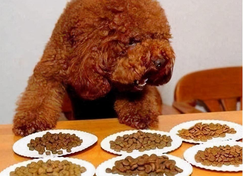 10种泰迪犬不能吃的食物你知道吗？（除葡萄）