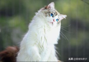 海双山猫布偶，是山猫还是布偶猫？聊聊布偶猫的品系