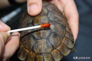 怎么辨别乌龟是蜕皮还是腐皮？乌龟腐皮的治疗方法