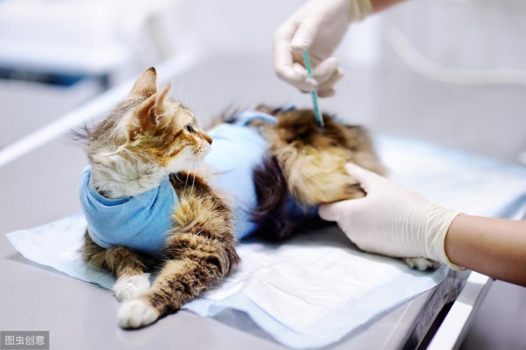 一件手术服差点夺走做绝育手术猫咪的生命，手术服的一些注意事项