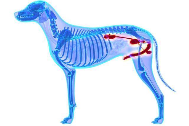 了解狗狗肾脏疾病症状等知识，狗狗的肾脏出了问题怎么冶