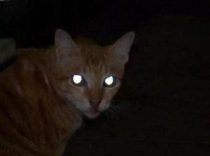 关于猫咪眼睛的4个“小秘密”你知道多少？