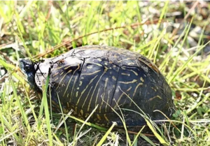 佛罗里达箱龟的介绍——卡罗莱纳箱龟中体型最小之亚种
