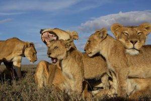狮子有哪些特征和习性不像猫科？