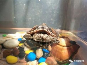 龟龟常患白眼病的原因是什么？