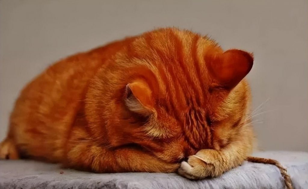 我们可以通过猫咪什么样的状态来判断猫咪是否发烧？