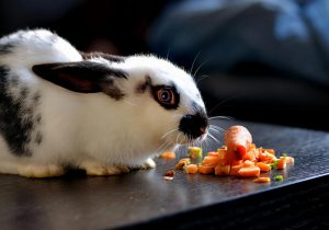 为什么兔子会拉稀？治兔子拉稀最有效的办法
