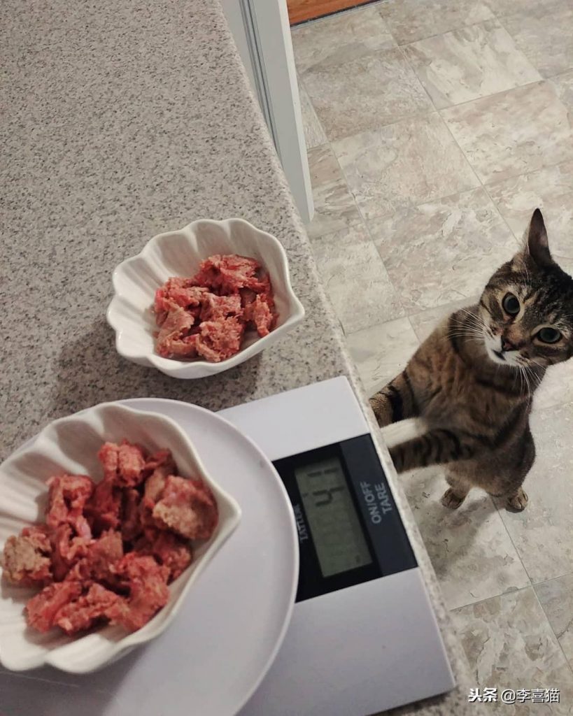 给猫咪喂食生肉有这些事情需要注意的事项