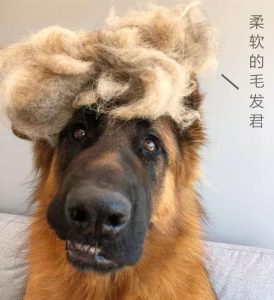 德国牧羊犬掉毛严重吗？牧羊犬掉毛的原因有哪些？关于德牧掉毛的这个事