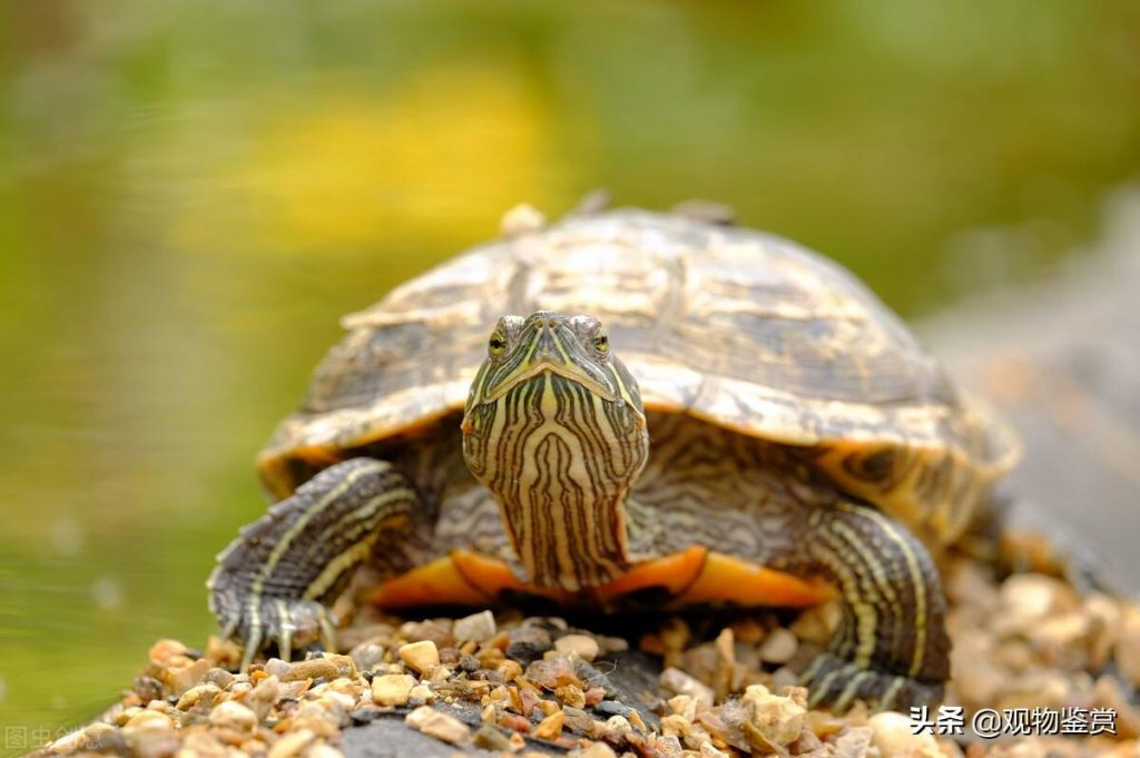 乌龟的喂食时间是多久一次？乌龟一般多少天会饿死
