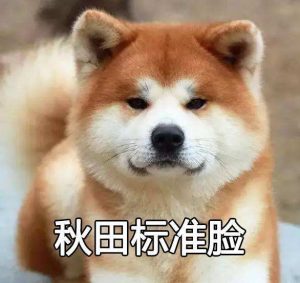 秋田、柴犬的区别是什么？不同之处是什么？