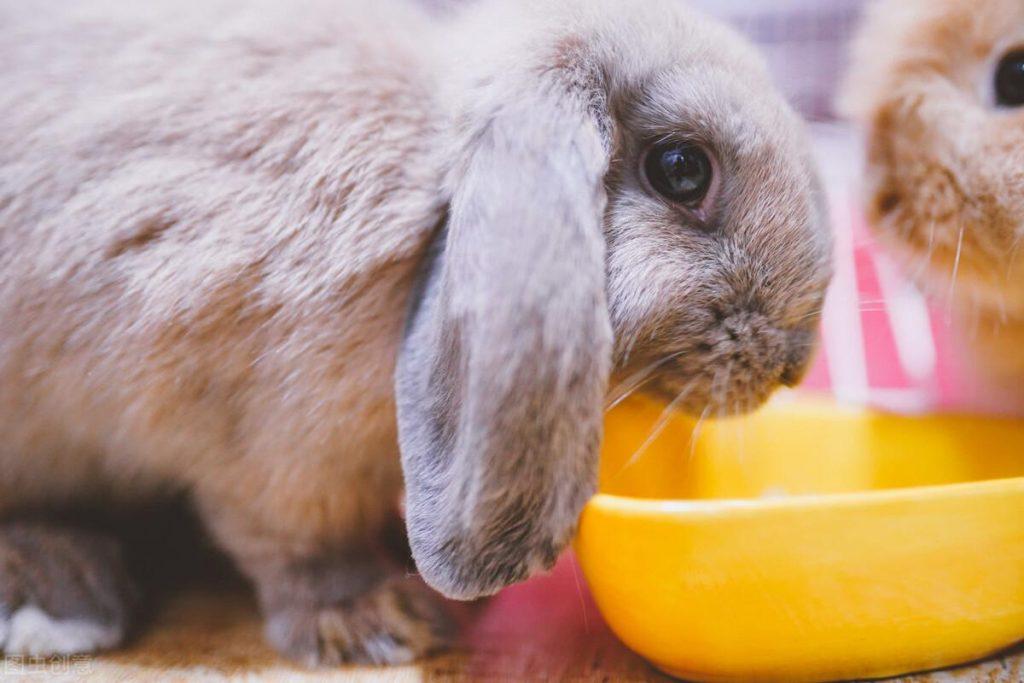一只兔子一个月需要吃多少饲料？