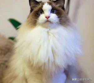 海双山猫布偶，是山猫还是布偶猫？聊聊布偶猫的品系