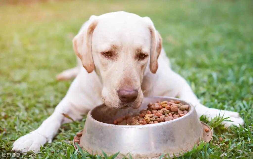 狗狗怎么合理喂食、一天要喂几次、注意事项有哪些？
