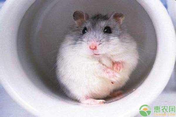 宠物仓鼠的品种一共有哪些？它们的外形特征和性格是怎样的？