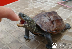 乌龟的生活习性是怎么样的？解乌龟的生活习性对饲养有着很大的帮助