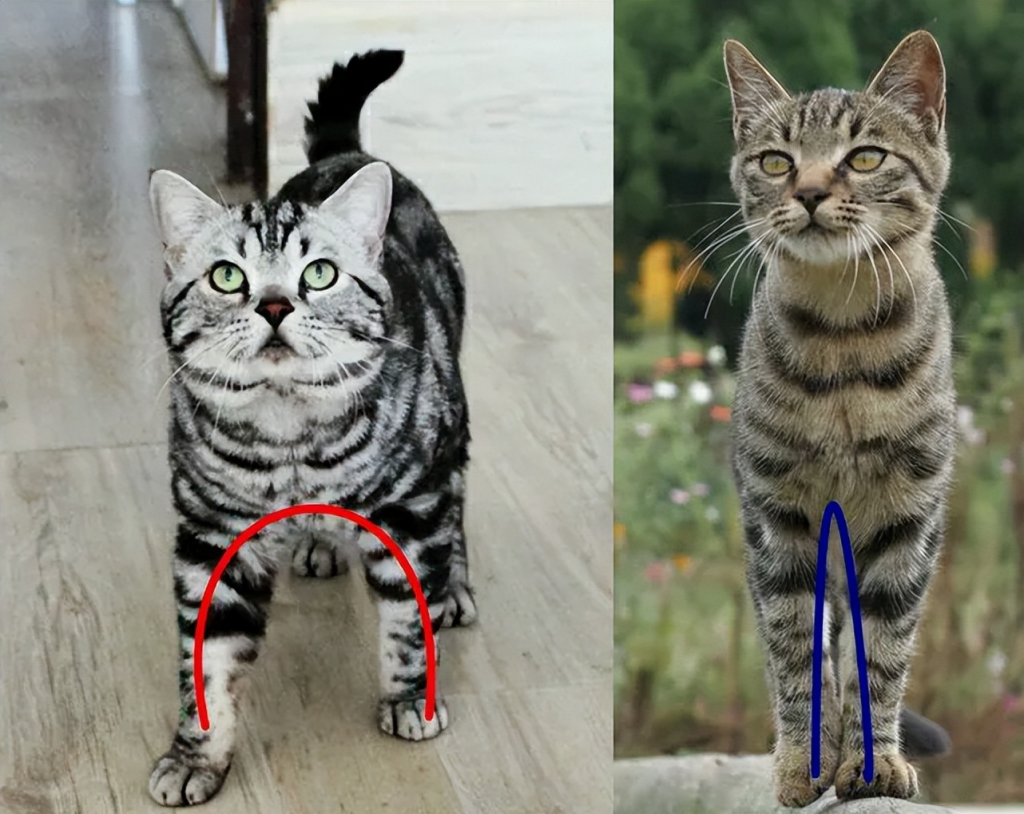纯种美短猫才有的7个特征，很多人养的都是串串！快来看看