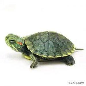 巴西龟饲养和注意方法，巴西龟冬眠时候要怎么照顾？