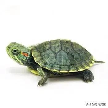 巴西龟饲养和注意方法了解一下