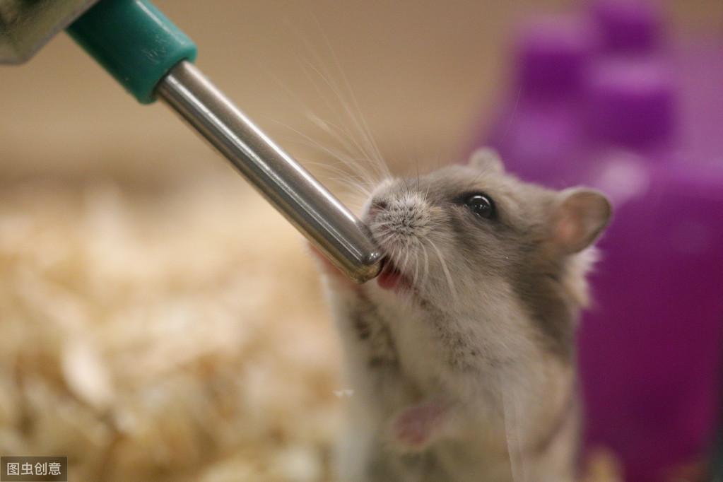 仓鼠要喝多少水？如何判断仓鼠是否脱水？