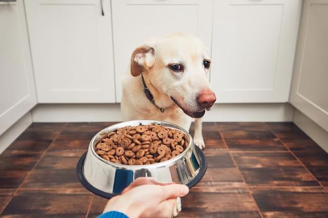 你家狗狗有经常不进食的情况吗？狗狗不进食的4大原因和解决办法