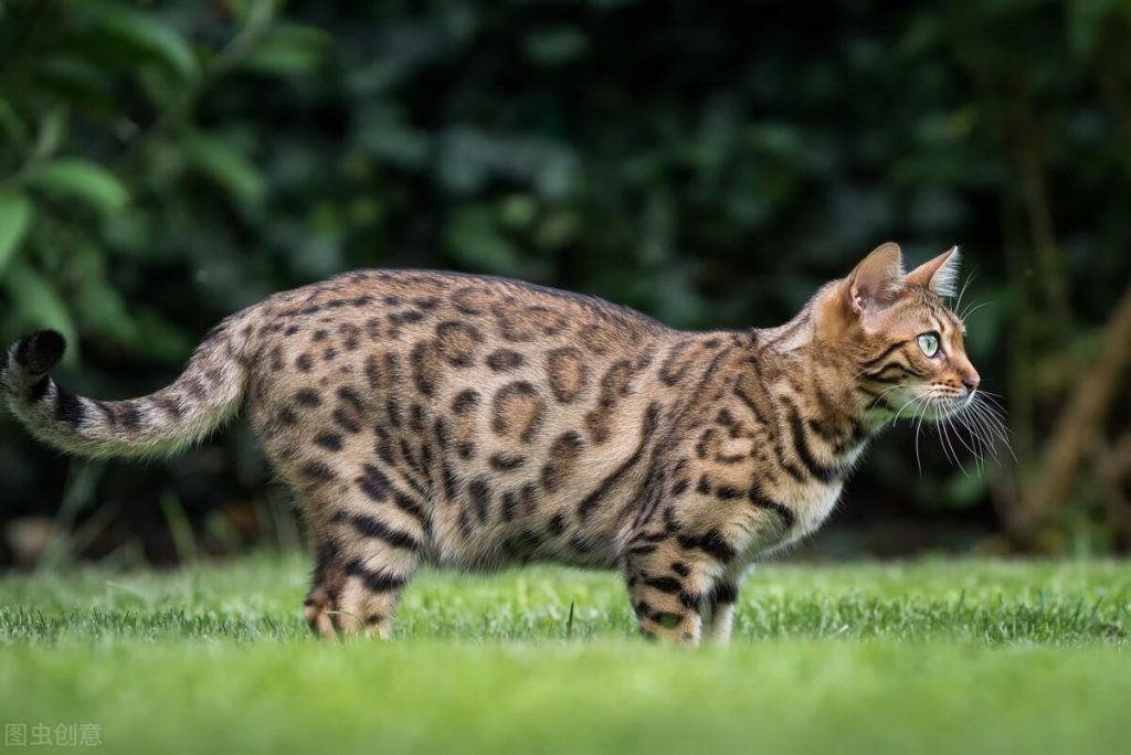 孟加拉豹猫的起源：孟加拉豹猫的外形特征