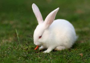 为什么兔子会拉稀？治兔子拉稀最有效的办法