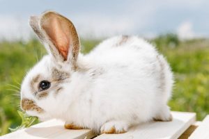 兔子不吃东西能活几天？怎么判断兔子是不是饿了？
