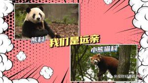 小熊猫喜欢吃甜食，是真的吗？小熊猫为什么会如此爱吃甜食呢？