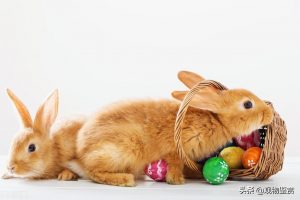 怎么才能让兔子更长寿？有什么因素会影响到兔子的寿命？