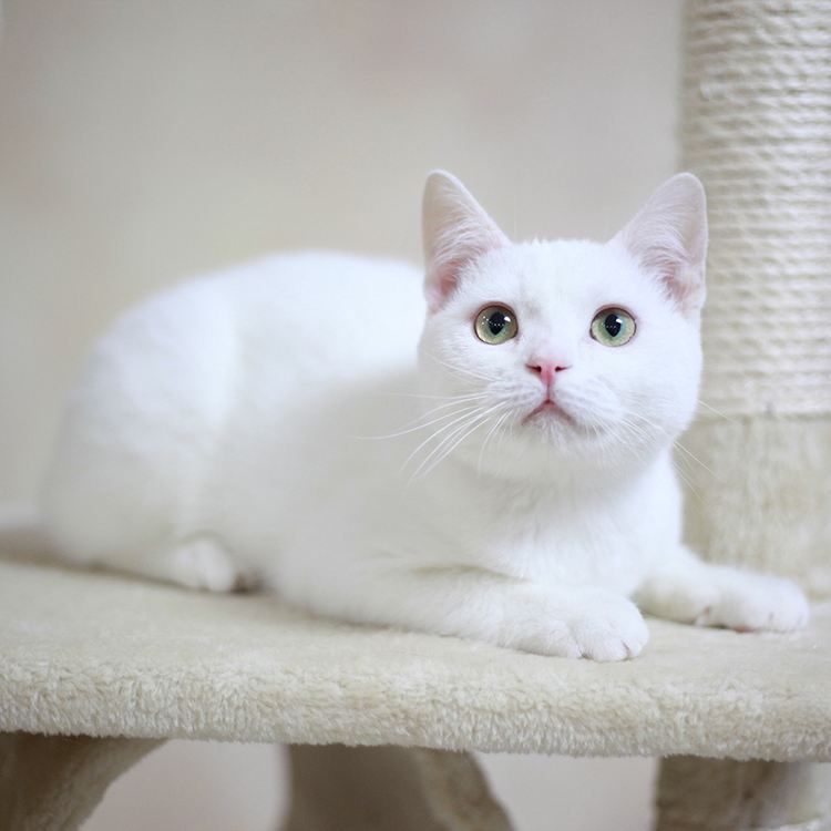 英短猫多少钱一只？不同的颜色的英短猫，价格是不一样的