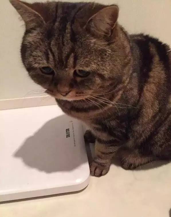 猫咪体重对照表，快来看看你家的猫咪是胖还是瘦