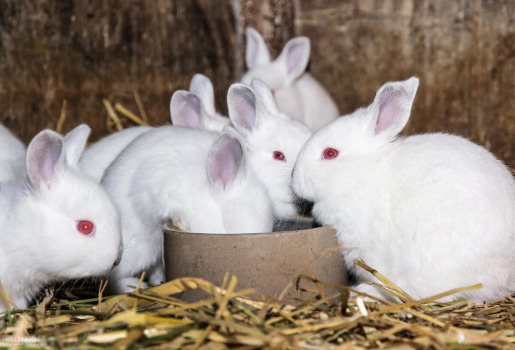 兔子吃什么长得快？饲料搭配合理，饮食有规律