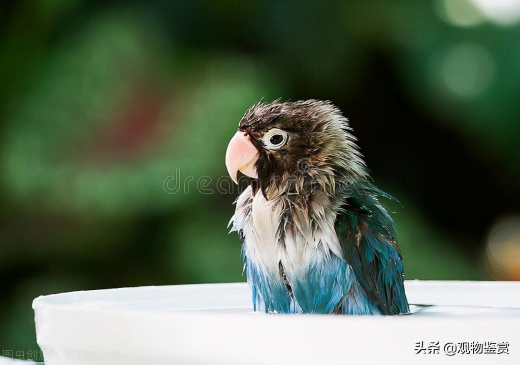 怎样给鹦鹉洗澡？鹦鹉洗澡要注意什么？