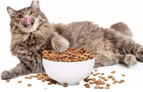 猫一天吃多少猫粮？根据公式如果看不懂，就参照大概值吧