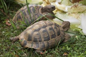 乌龟大多为杂食性，乌龟吃什么长得快？